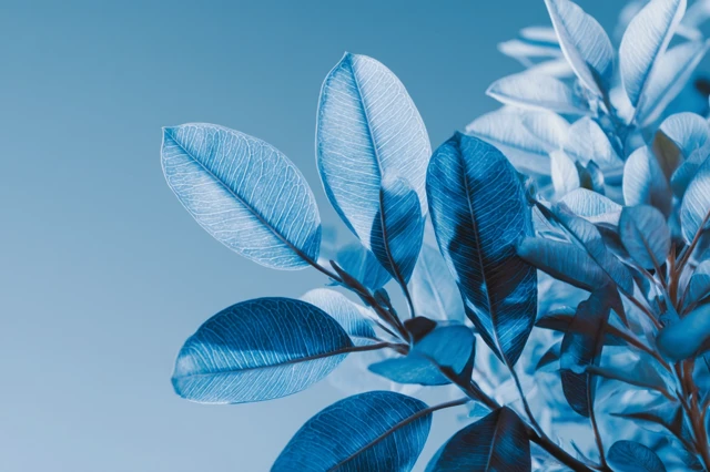 Blue Tropical Leaves Foliage Plant Nature Photography