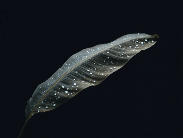 Banana Leaf with Water Droplets