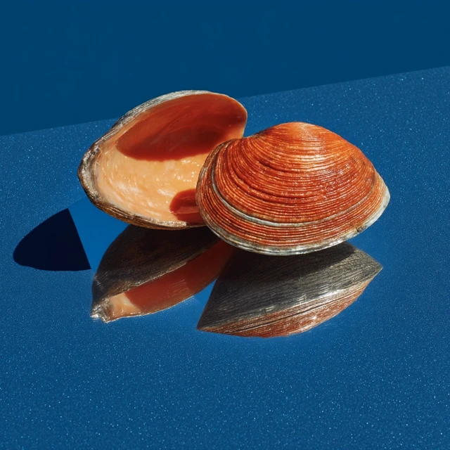 Trumpet Clam on Mirror Photography