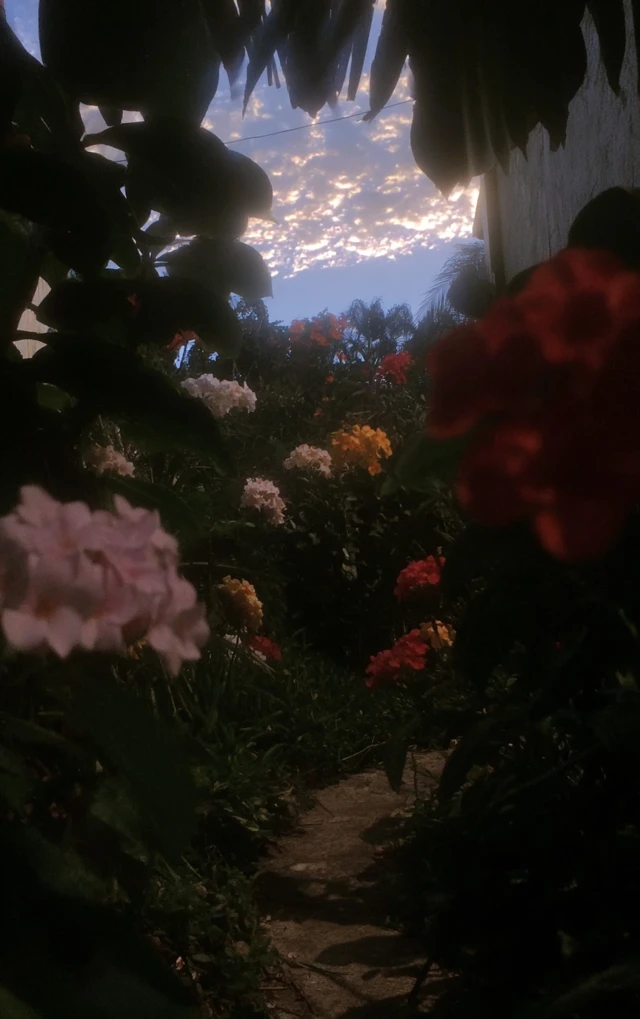 Lush Colorful Lomograph Photo of Flowers