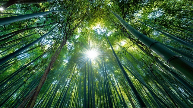 Bamboo Forest Sunlight Serene HD