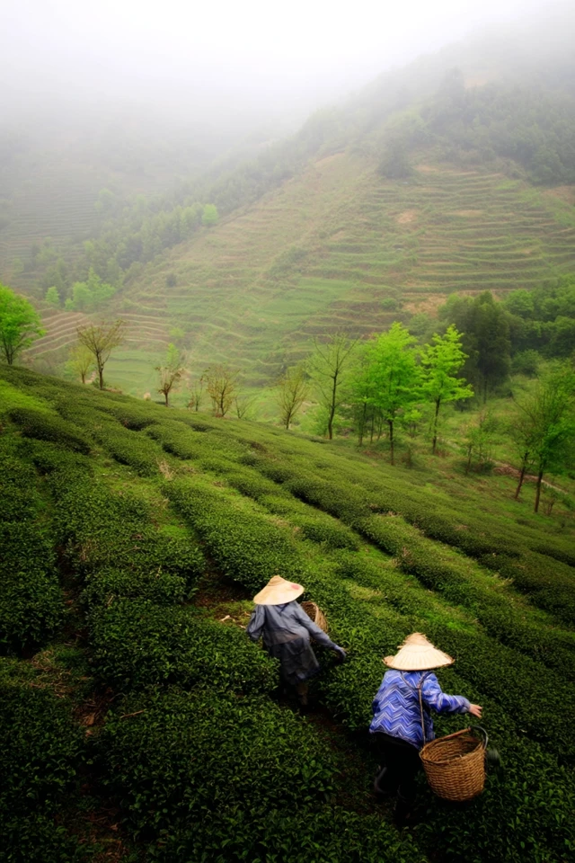 Tea Plantation in Spring Rain Zhejiang Rural Scenery