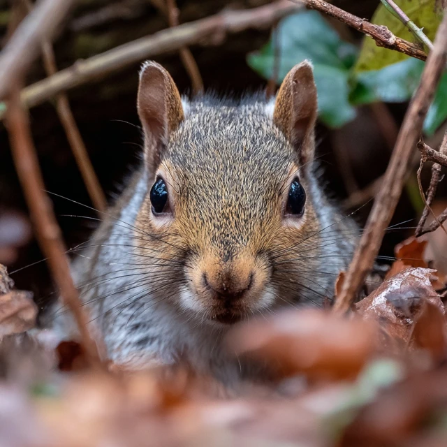 Eastern Gray Squirrel Peeking from Underbrush