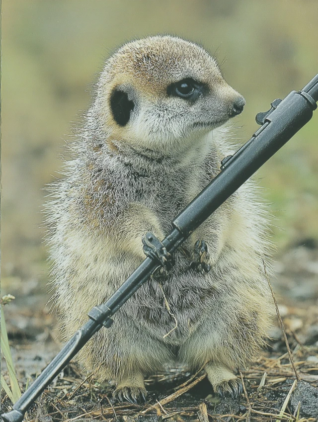 Meerkat with a Rifle Unlikely Action Hero