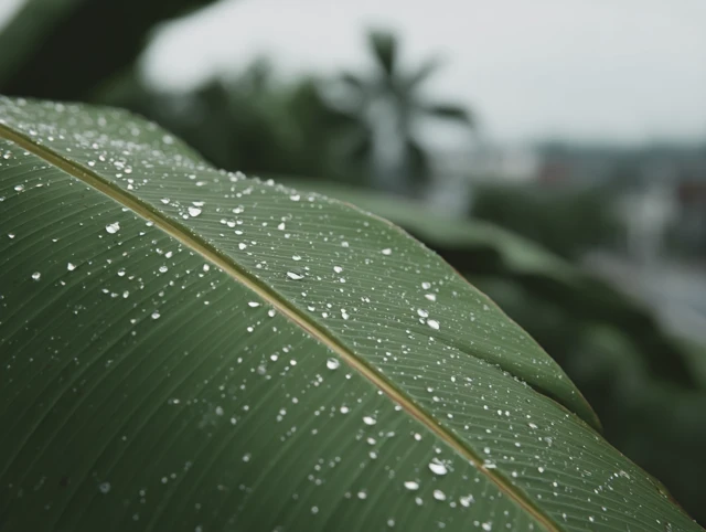Banana Leaf with Water Droplets