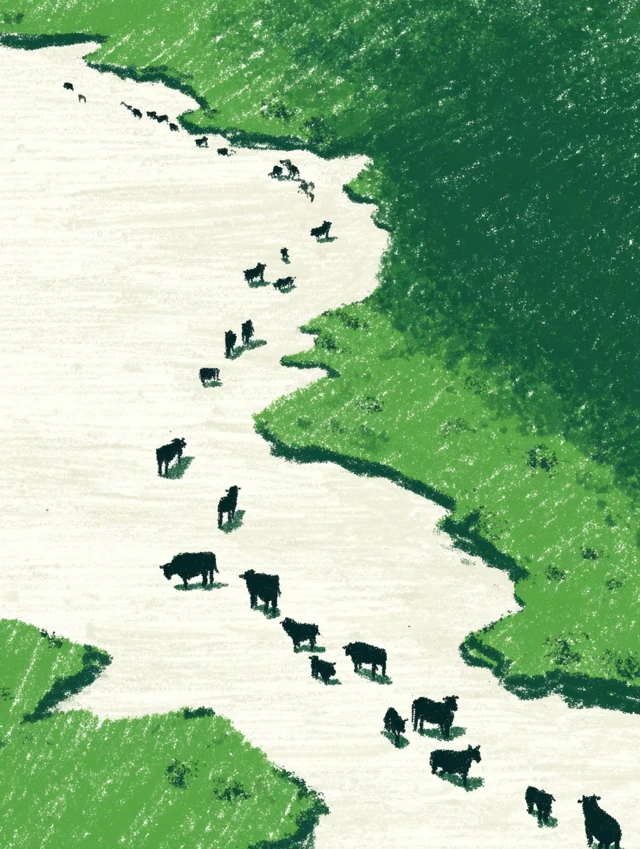 Cows Crossing River Top Down View Illustration