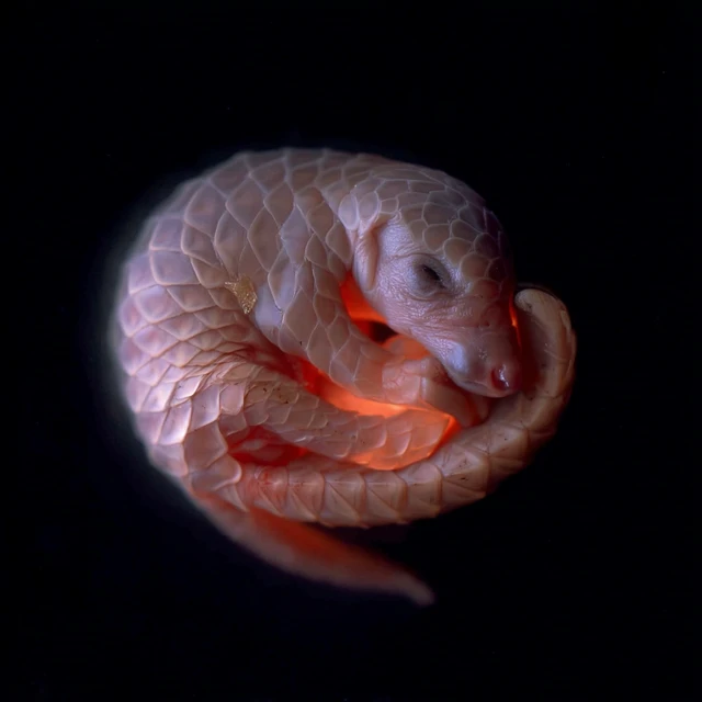 Pangolin Fetus Detailed Photography