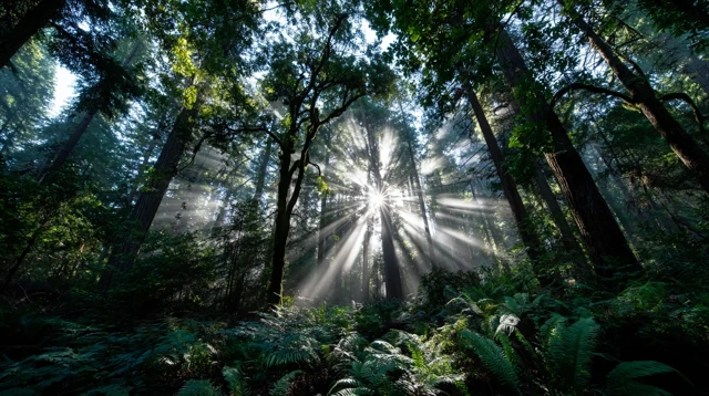 Enchanted Forest Sunlight Nature Photography