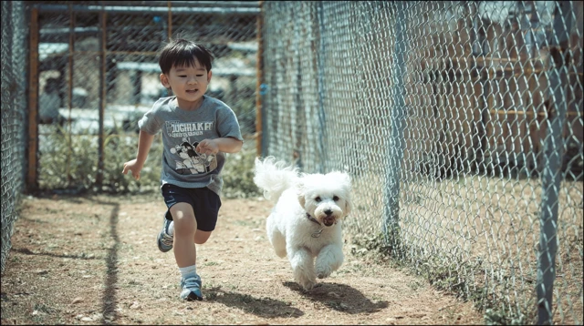 Boy and Dog Play in Park Sunny Day