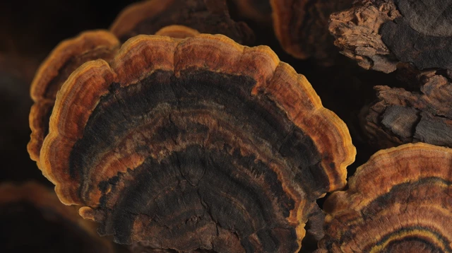 Turkey Tail Chaga Mushroom Closeup Organic Texture