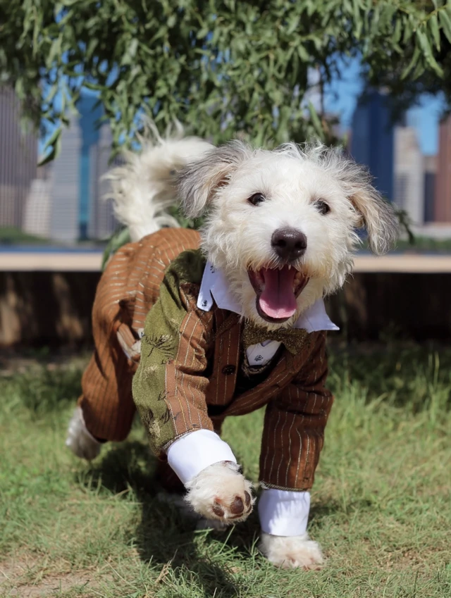 Schnoodle in Victorian Suit Running in Central Park