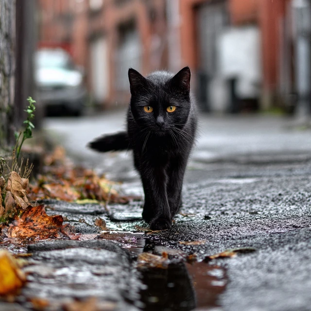 Cat Silhouette Walking City Street