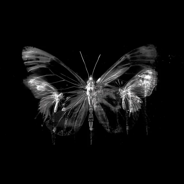 Butterfly Wings Monochrome Black and White Art