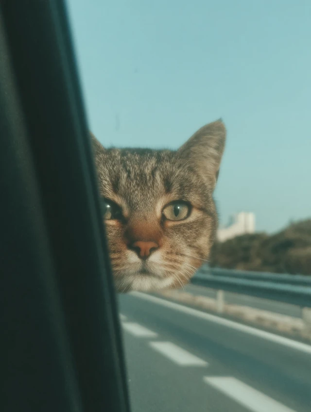 Cute Cat Road Trip Reflection