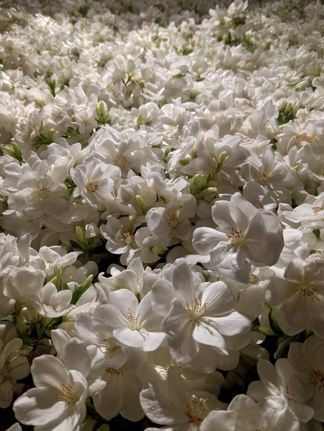 Sea of Gardenia Flowers White Blooms