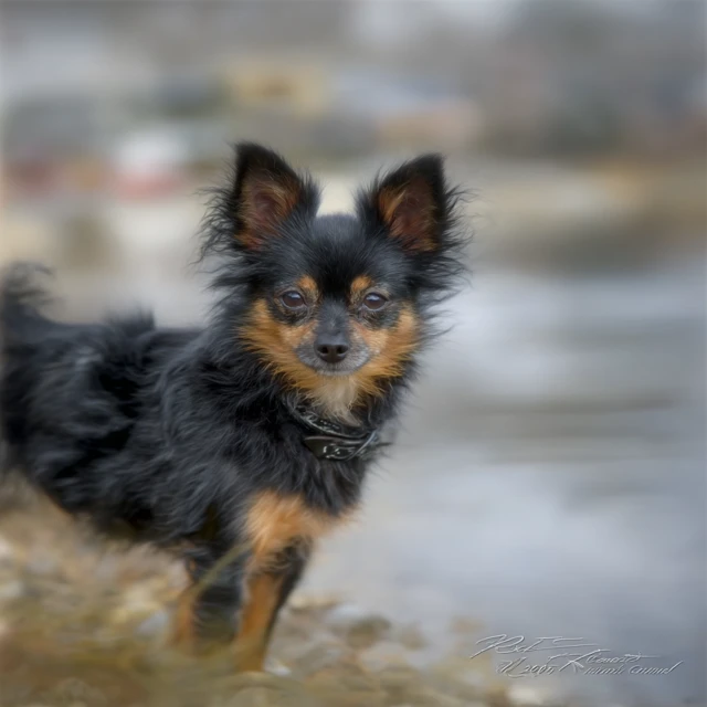 Cute Puppy Adorable Dog Illustration Art