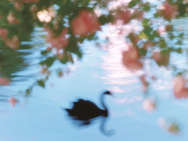 Black Swan on Water with Flowers