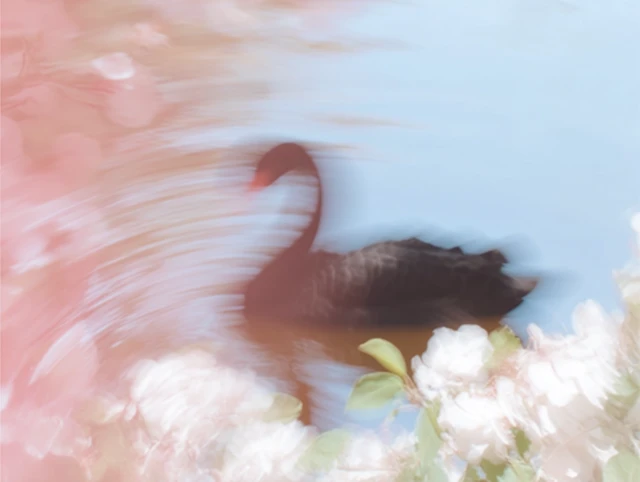 Black Swan on Water with Flowers