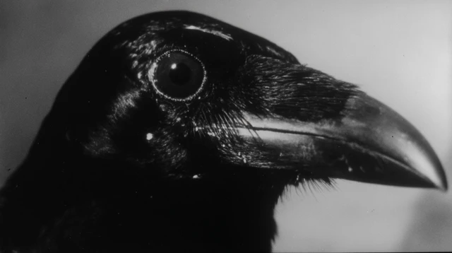 Surreal Black Crow Portrait in Black and White