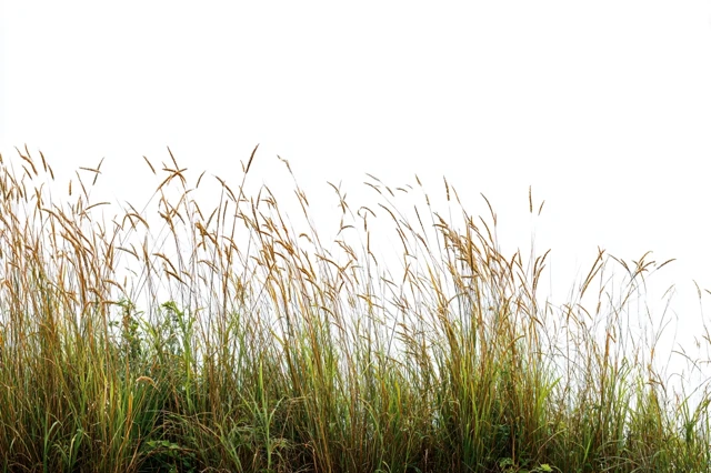 Tall Wild Grass Isolated on White Background