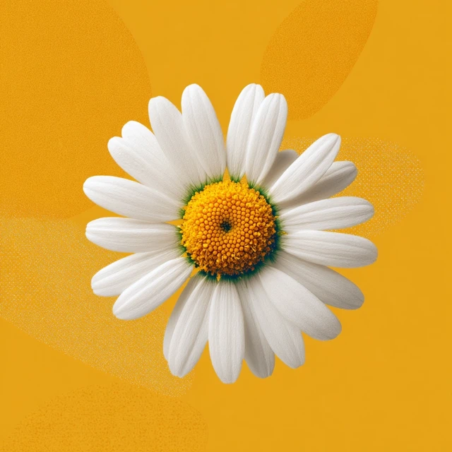 Daisy Illustration White Petals Yellow Pistil