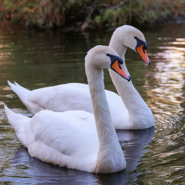 Charming Swans Enjoying the Afternoon Together