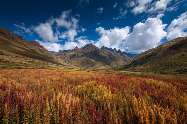 Quinoa Field in the Bolivian Andes Dramatic Landscape