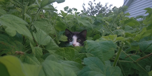Cat in the Beans A Whimsical Nature Photograph