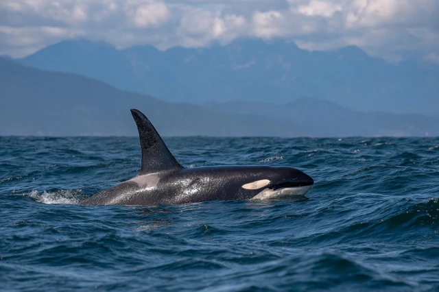 Orca Whale Swimming Underwater Beautiful Marine Life
