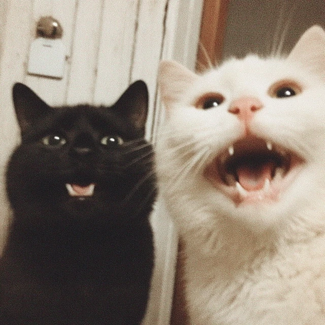 Laughing Cats Black and White Feline Friends