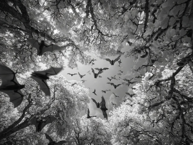 Bats Flying in Woodland Infrared Image