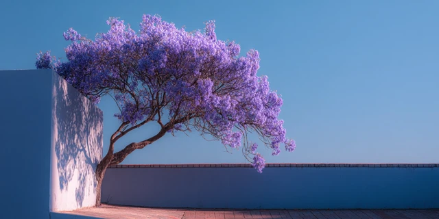 Blue Jacaranda in Sunlight Minimalist Photography
