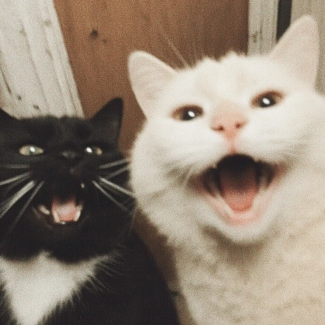 Laughing Cats Black and White Feline Friends