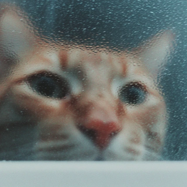 Cute Cat Portrait Raindrops Window Saul Leiter David Hockney