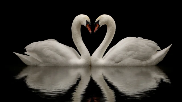 Swans Forming Heart Shape Reflection on Water