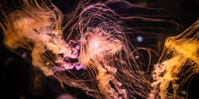 Luminous Jellyfish in the Deep Sea Realistic View