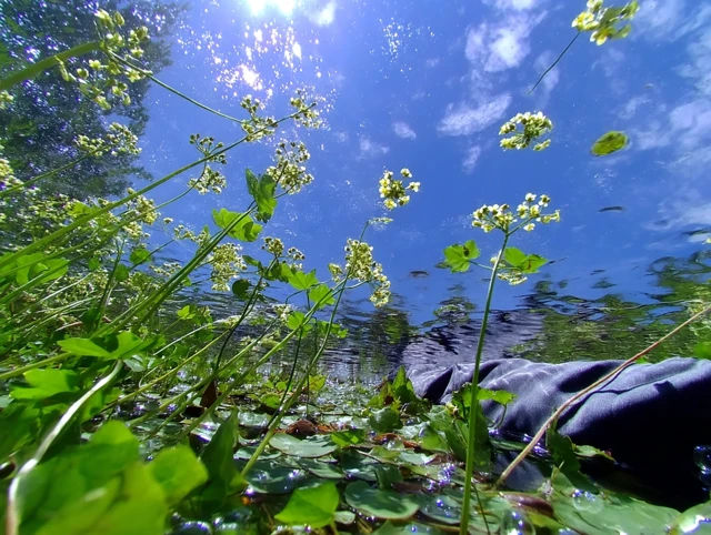 Sunlit Water Reflections and Yellow Flowers