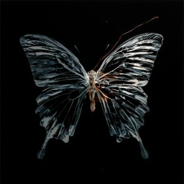 Transparent Butterfly Art on Black Background