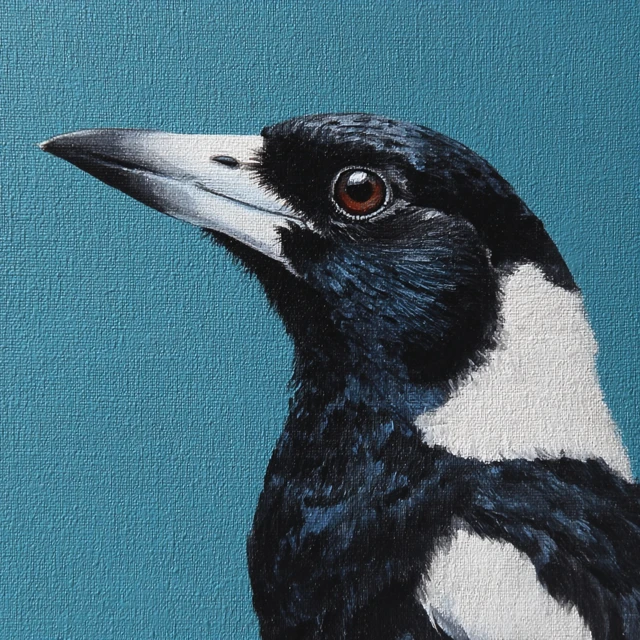 Australian Magpie Acrylic Painting