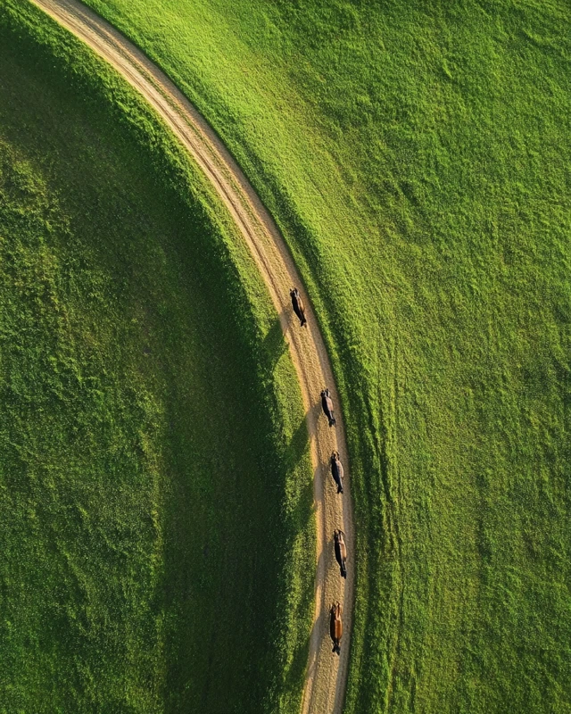 Horses Running on a Paddock Track Drone Photo