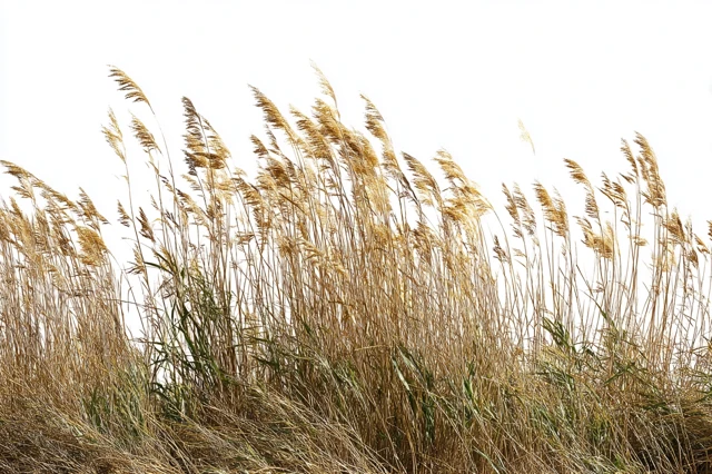 Tall Wild Grass Isolated on White Background