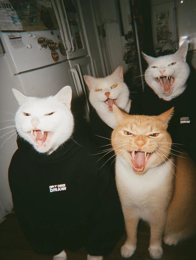 Angry Cats in Black Hoodies Dry and Draw Photo
