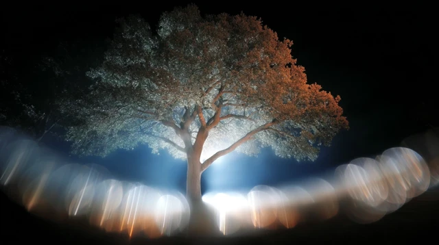 Oak Tree in Dark Prismatic Light