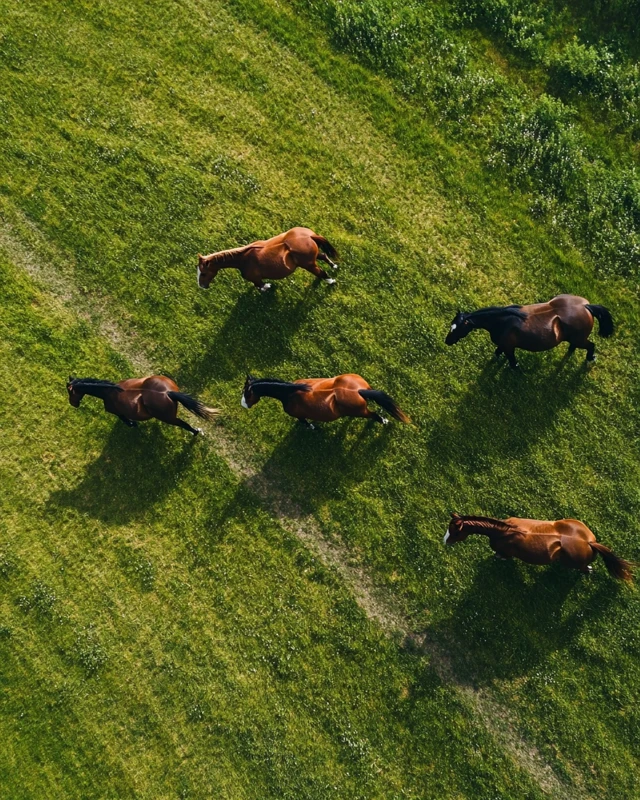 Horses Running on a Paddock Track Drone Photo