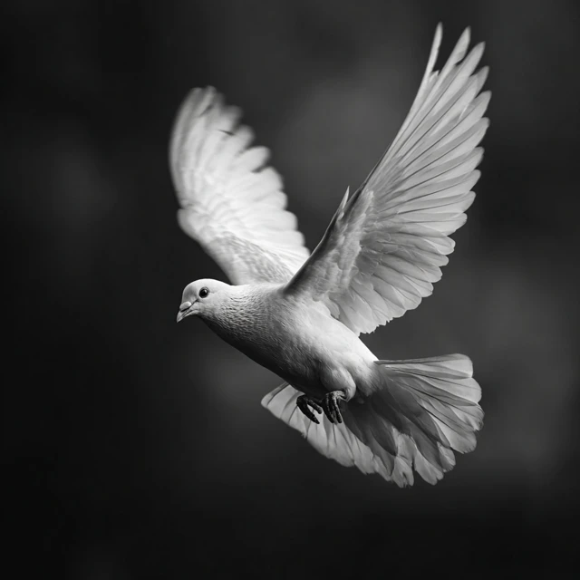 Dove in Flight Black and White