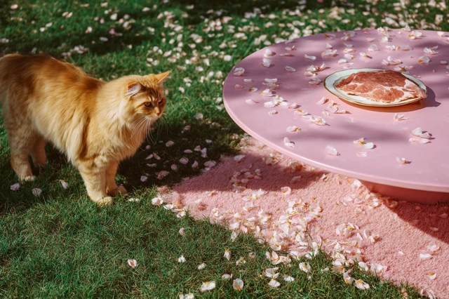 Cat and Meat Plate in Pink Paradise Photography