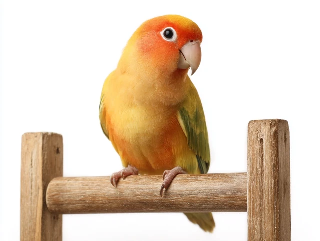 Parrot on Perch Stand Ladder Isolated on White