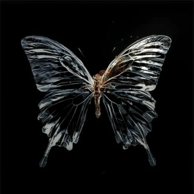 Transparent Butterfly Art on Black Background