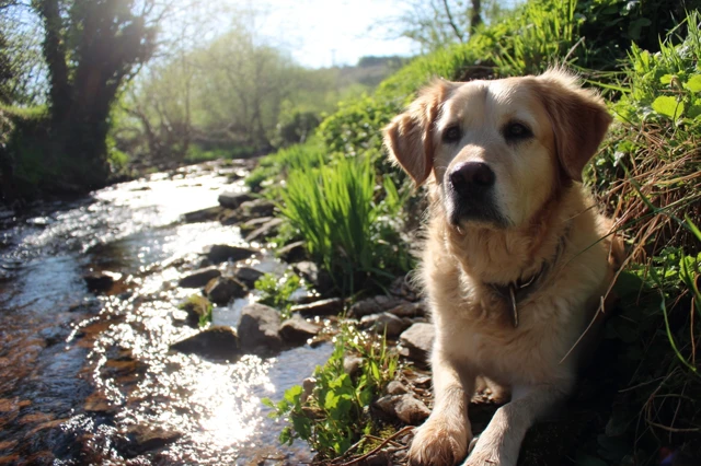 Dog by Stream Sunny Day Nature Photography