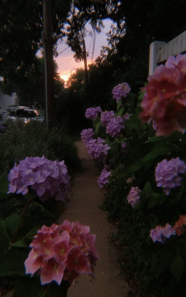 Lush Colorful Lomograph Photo of Flowers